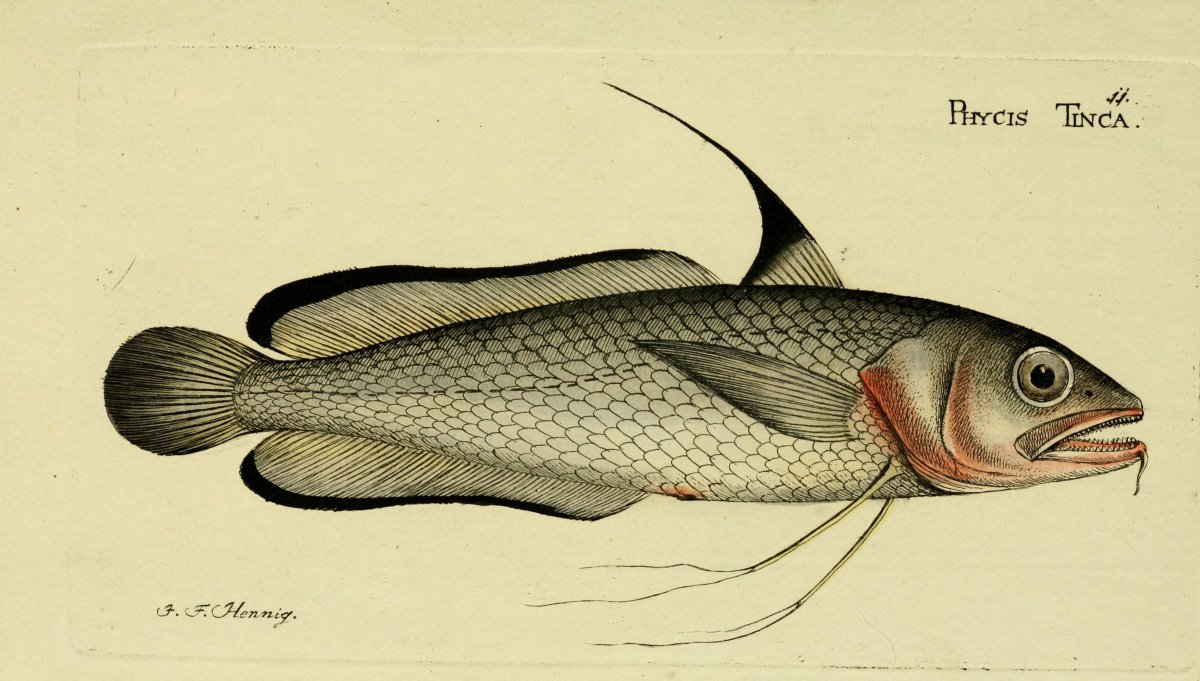 Systema ichthyologiae iconibus CX illustratum