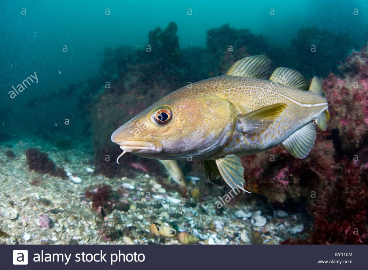 Атлантическая треска тресковые