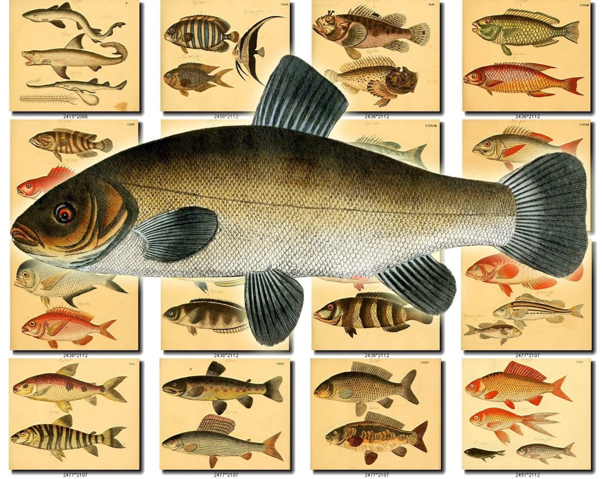 Рыбы картинки с названиями