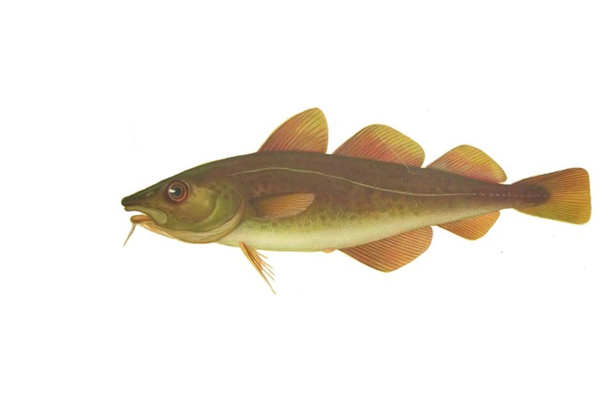 Треска в Северном Ледовитом океане