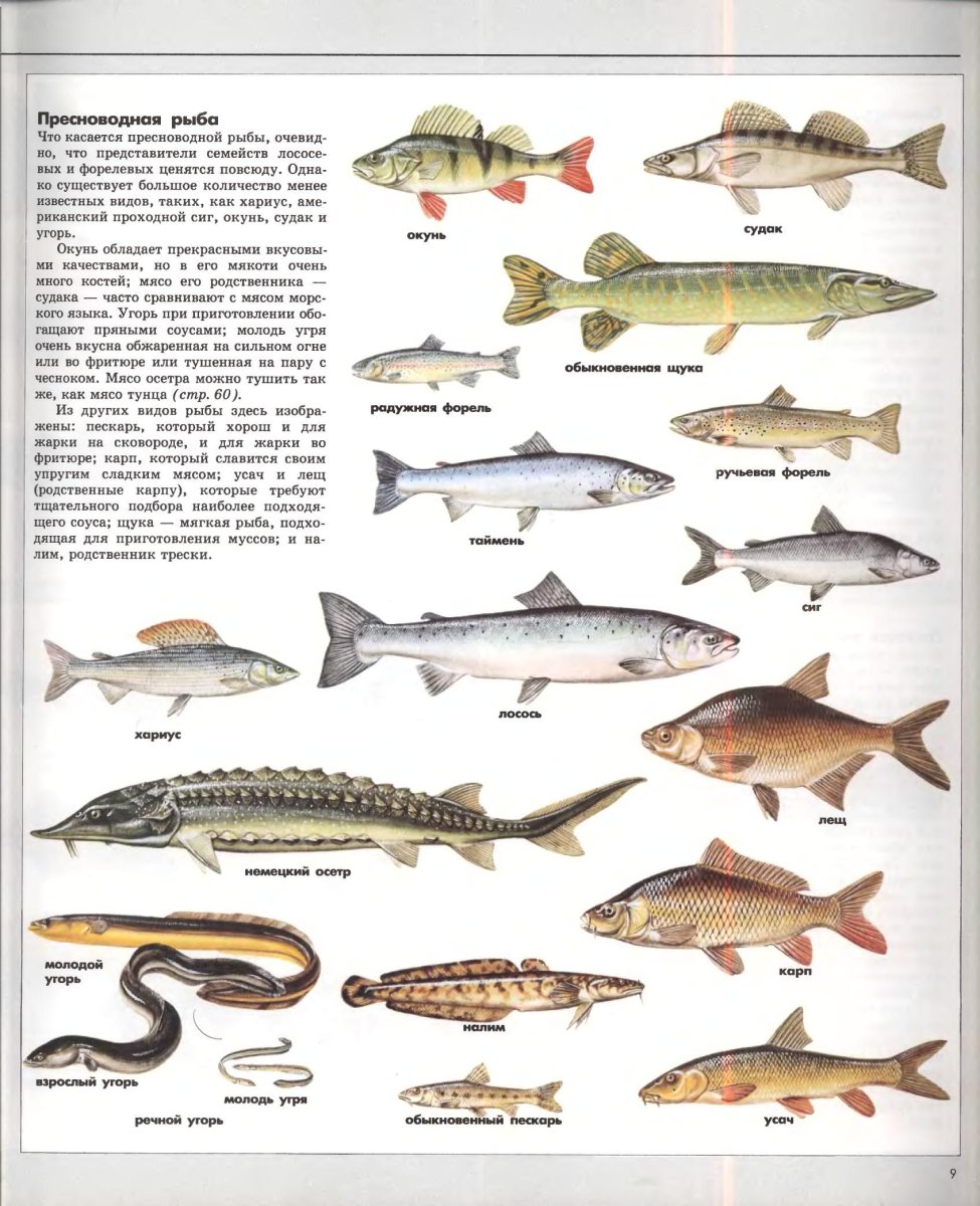 Пикша (Melanogrammus aeglefinus)