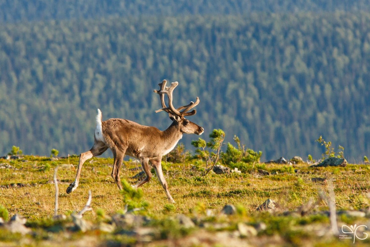 Печоро-Илычского заповедника в Республике Коми