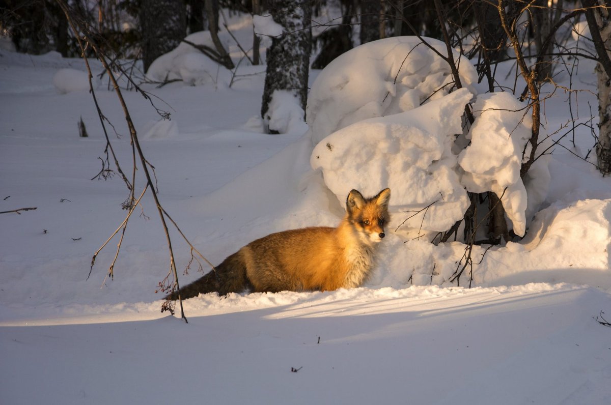 Карта зверей Свердловской области
