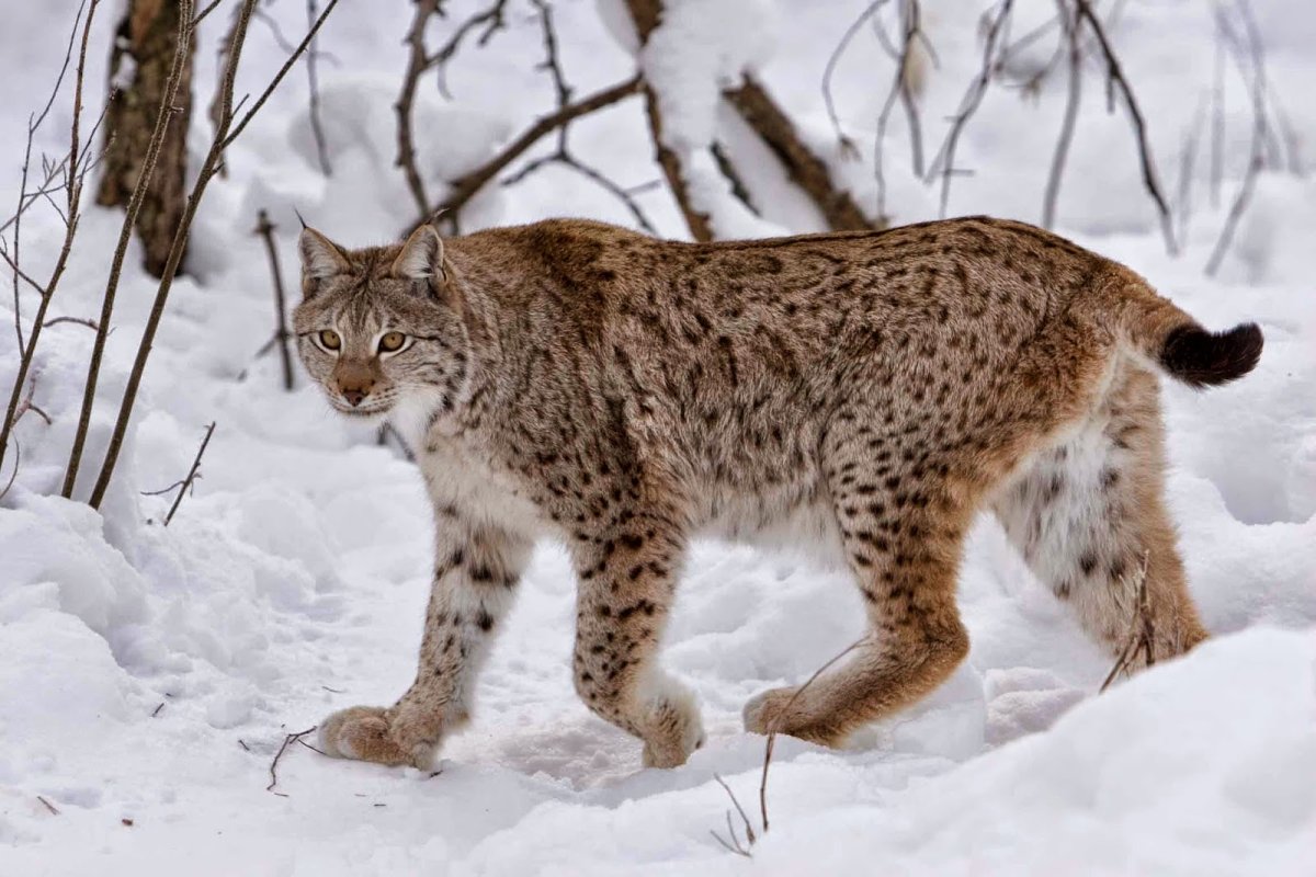Голубой песец Исландия