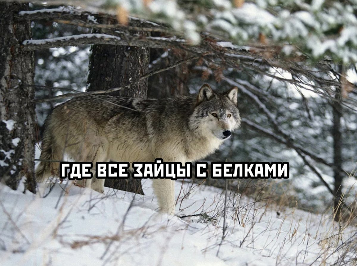 Восточносибирский Лось