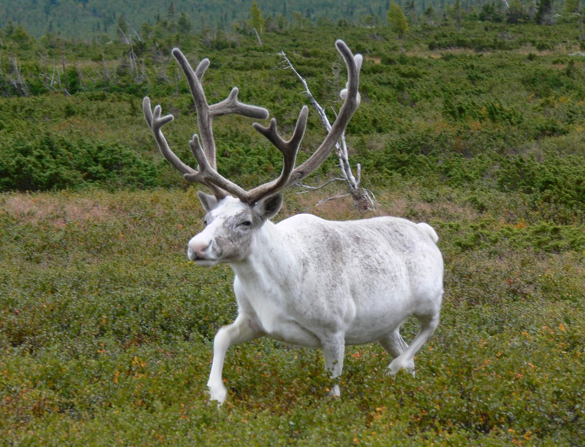 Животные в марийских лесах