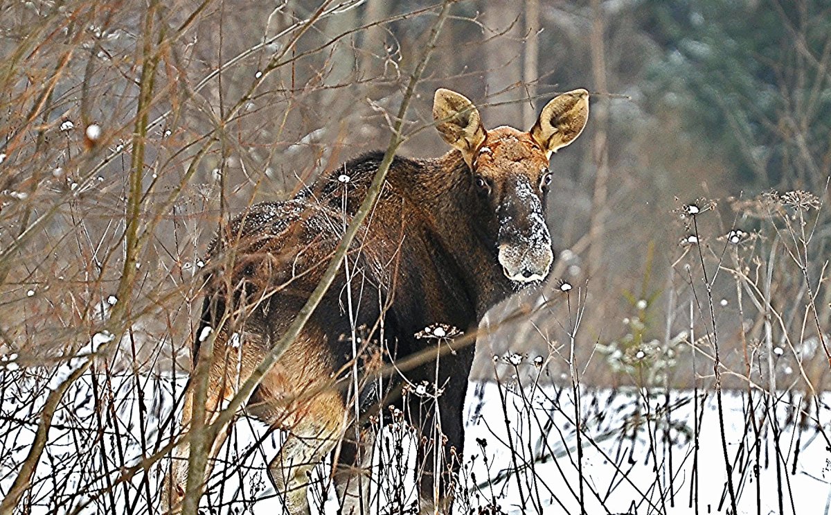 Лесная куница в тайге