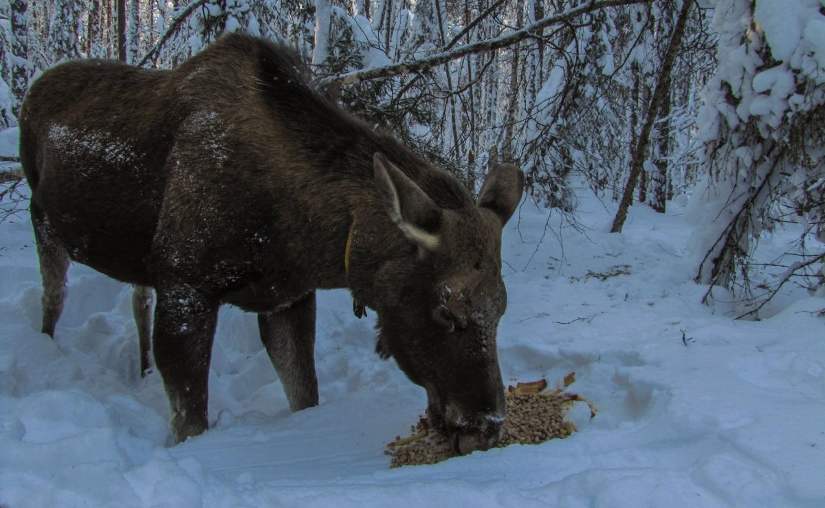 Коми животное Республики Коми Лось