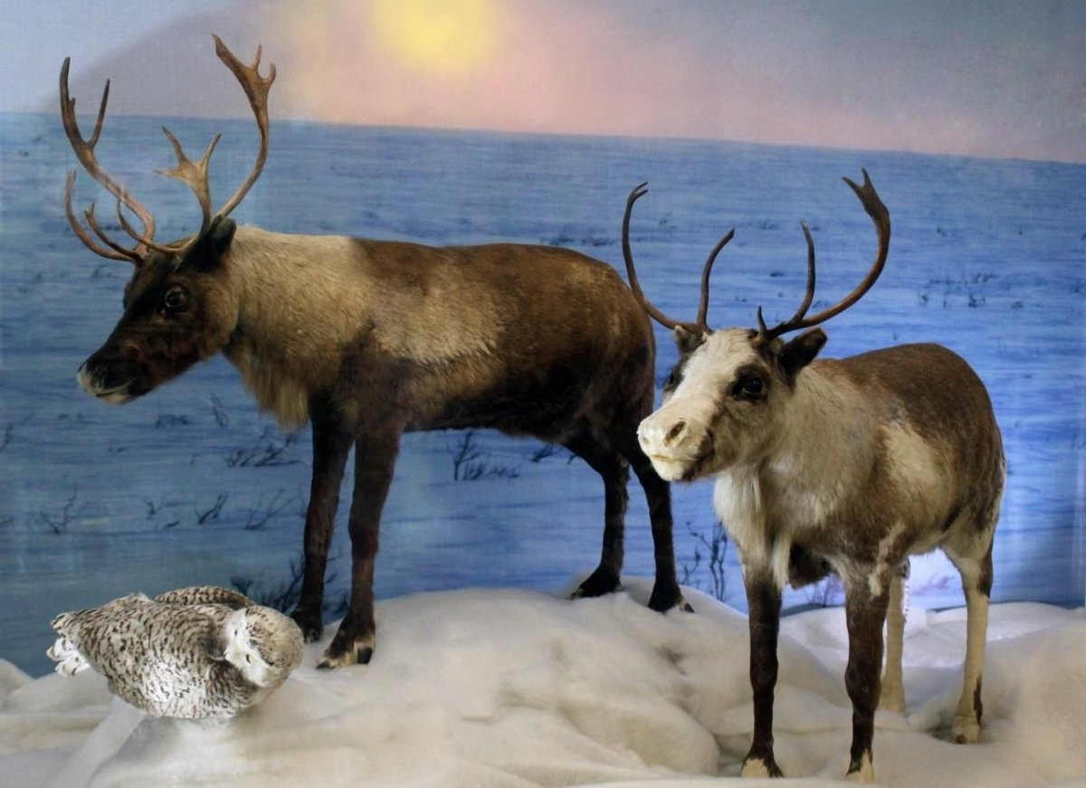 Кроноцкий заповедник Росомаха