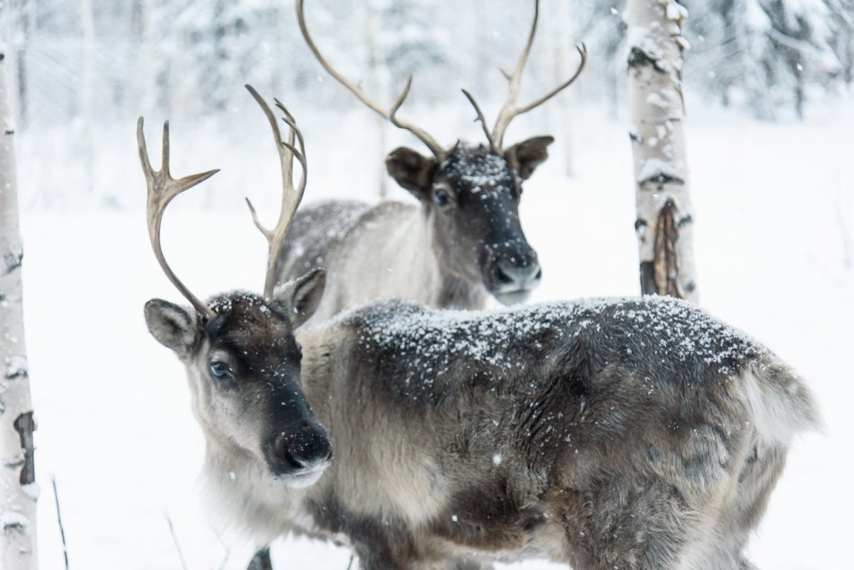 Ферма северных оленей Карелия