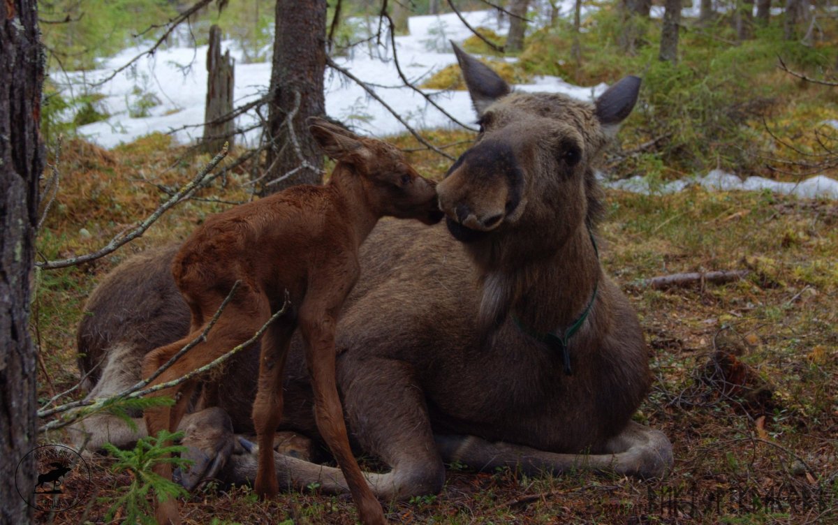 Печороилчынский заповедник лосиная Фера