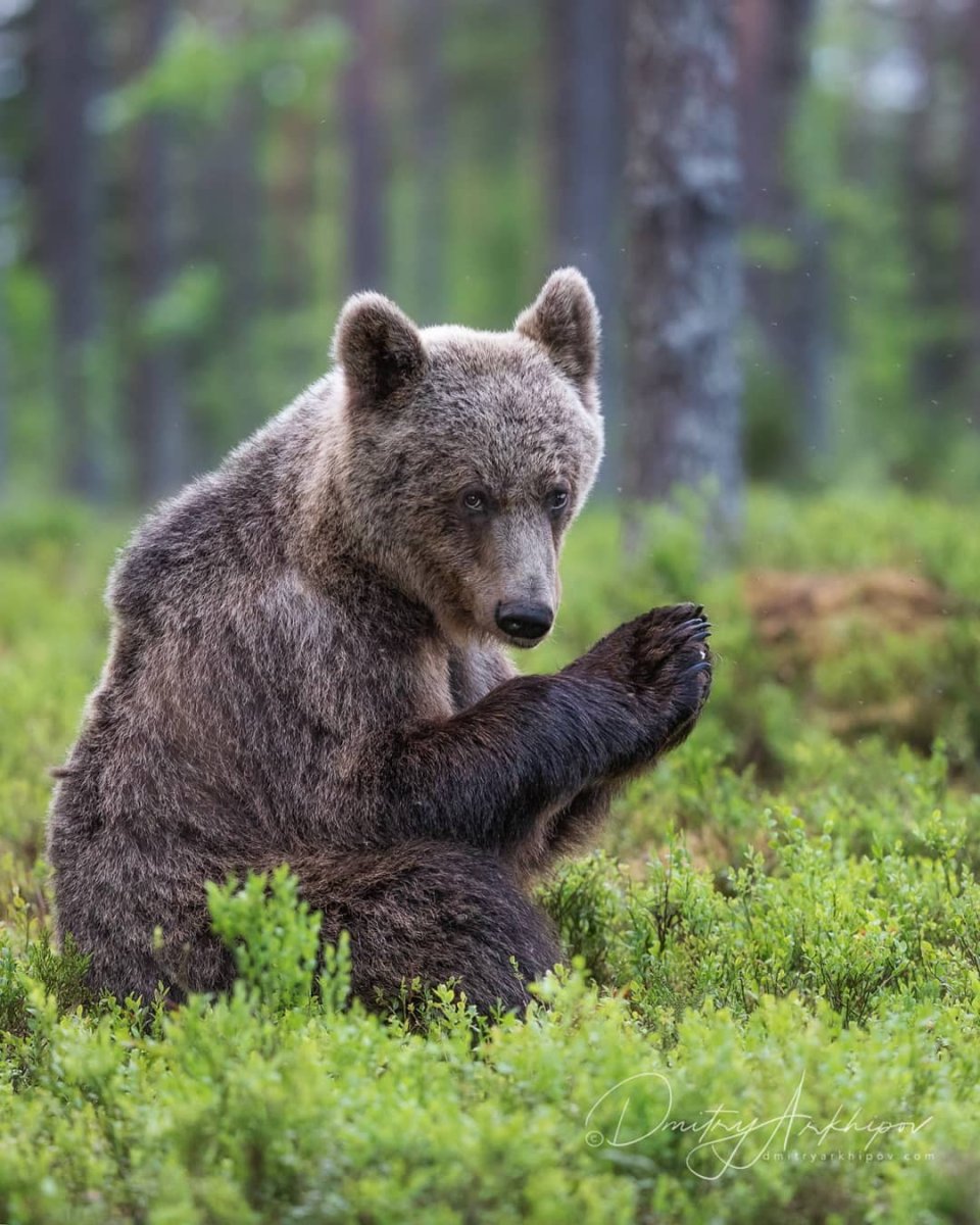 Бурый медведь Республики Коми