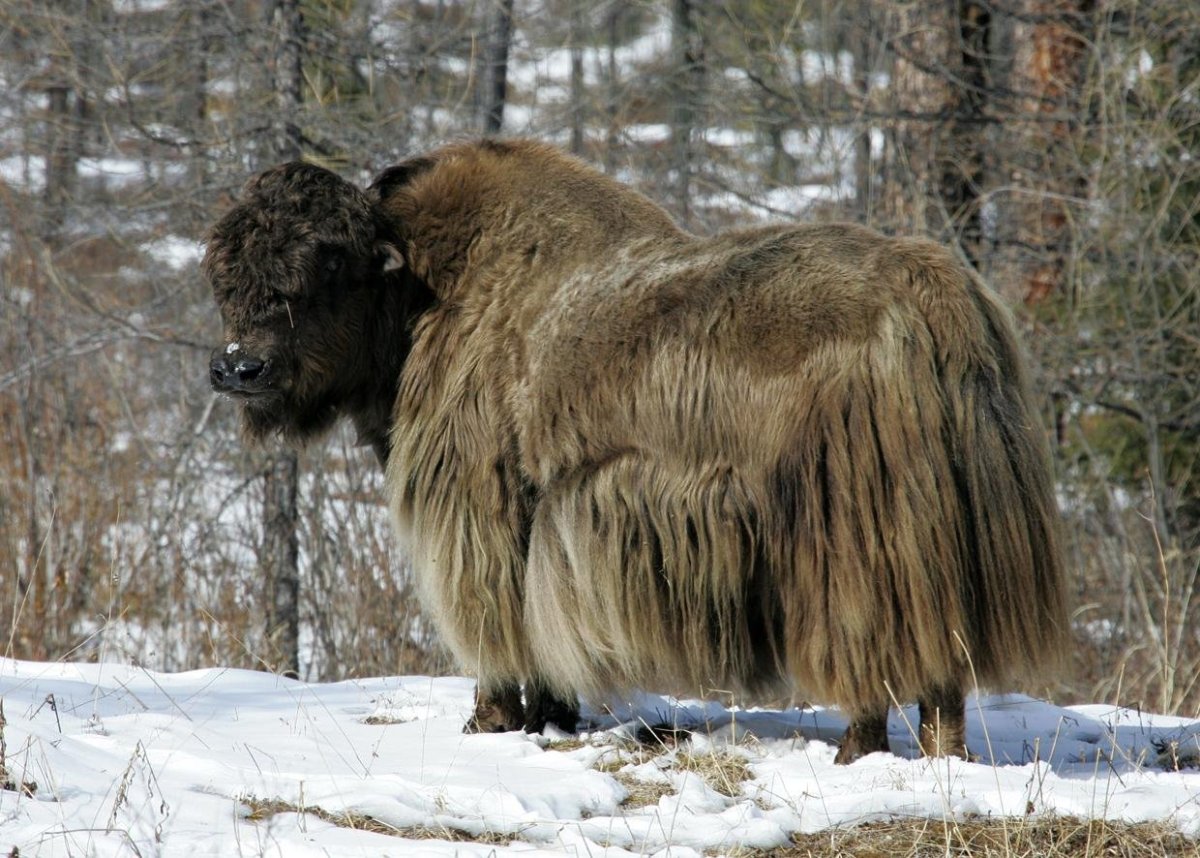 Вапити скалистых гор