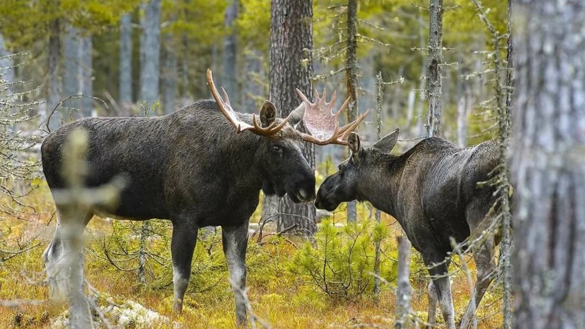 Печоро Илычский заповедник Республики Коми
