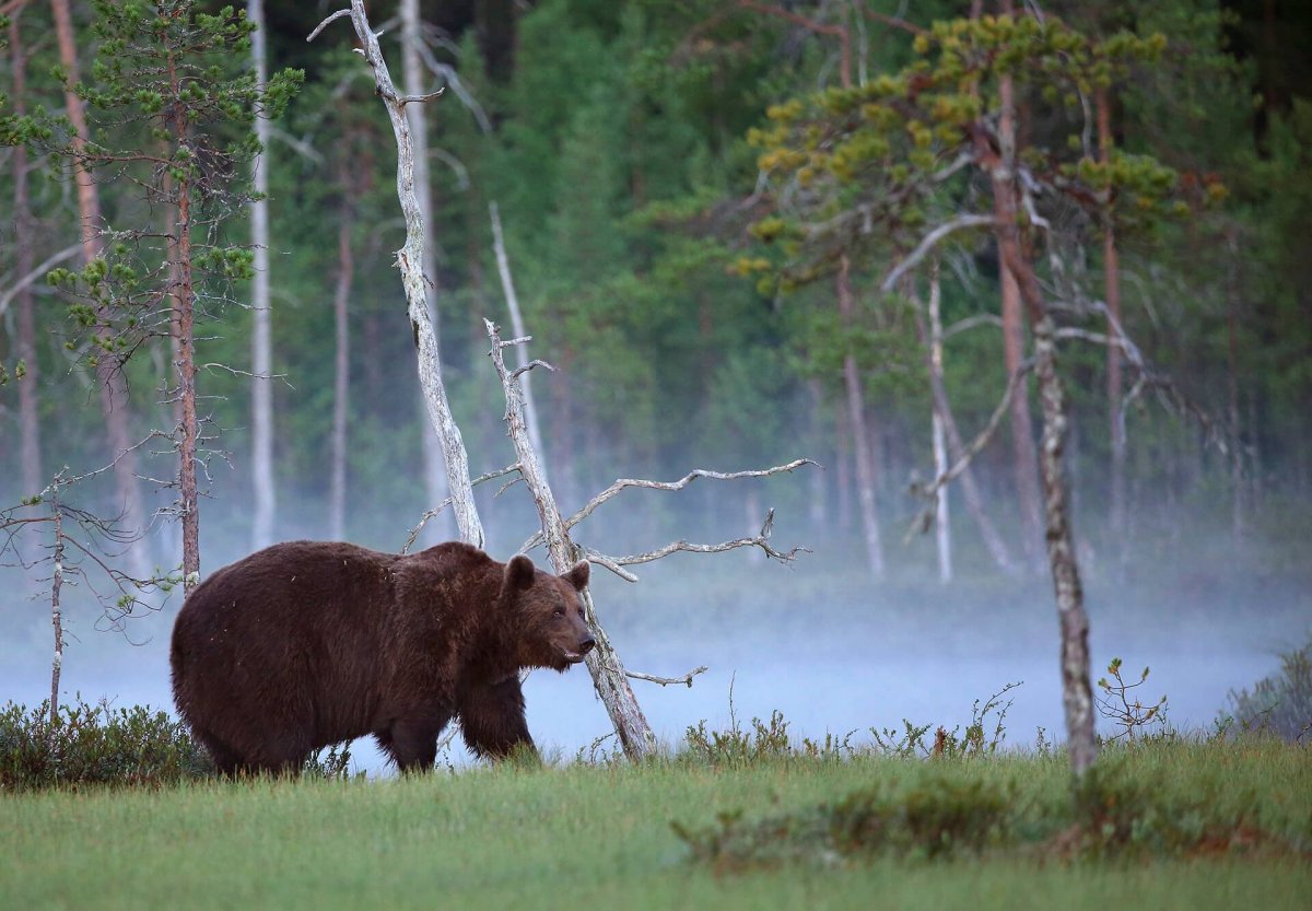 Печоро Илычский заповедник Республики Коми