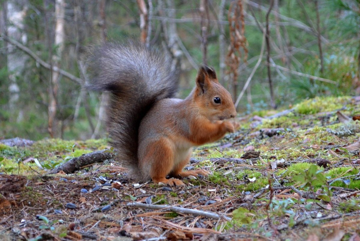 Животный мир Республики Коми