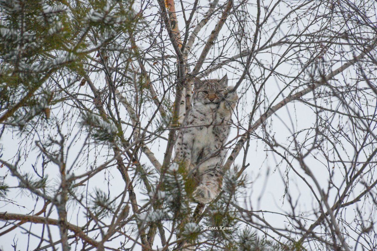 Смешанные и широколиственные леса России Флора и фауна