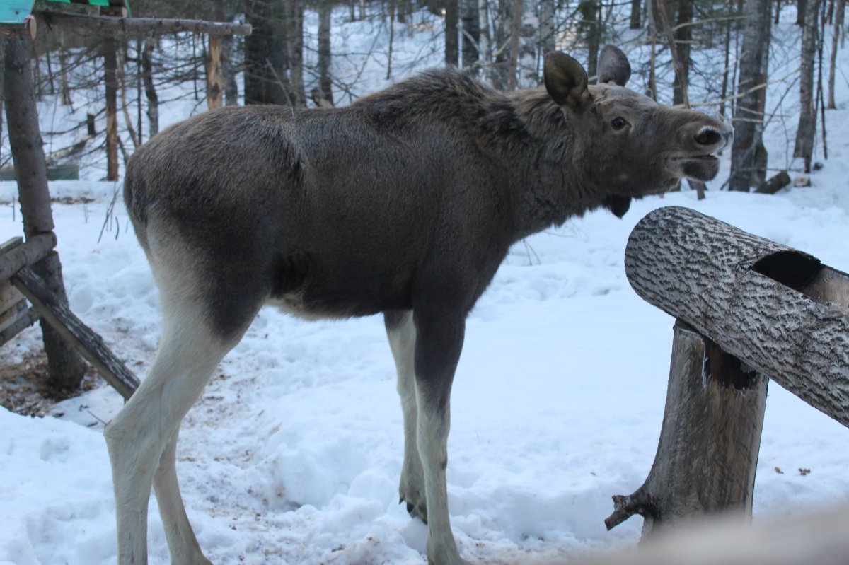 Северная пищуха в Республике Коми
