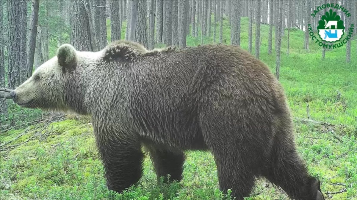 Полярная Сова на Ямале