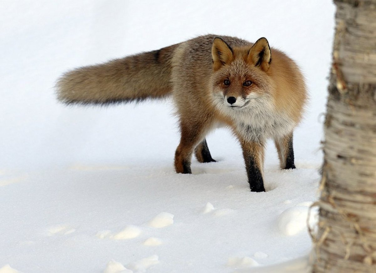 Животный мир Удмуртии заяц