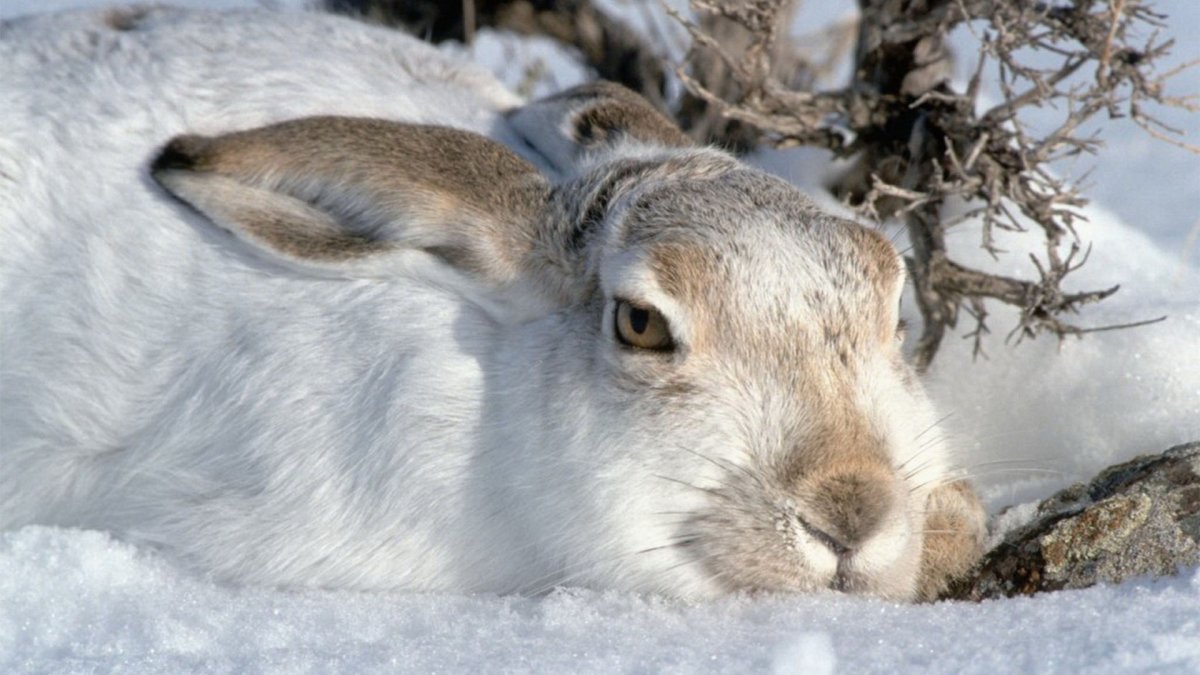 Сихотэ Алинь олень пятнистый