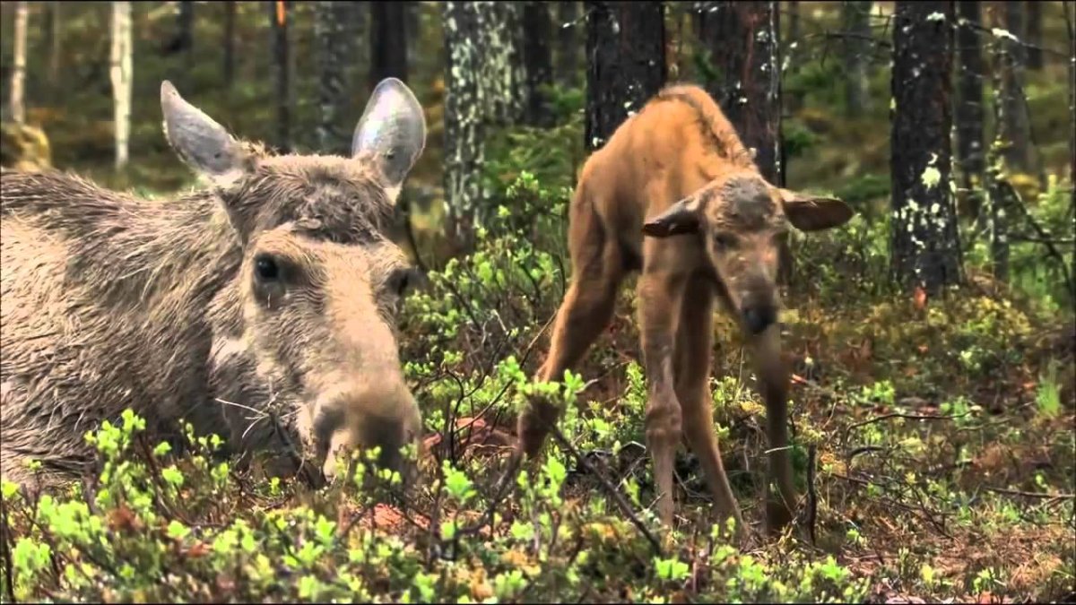 Тайга Республики Коми фауна