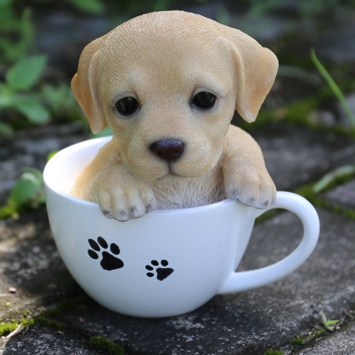 Teacup собачки
