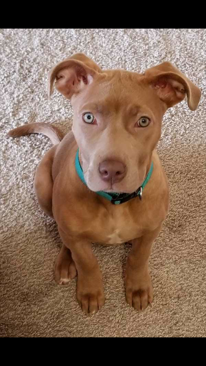 Питбули Агопа