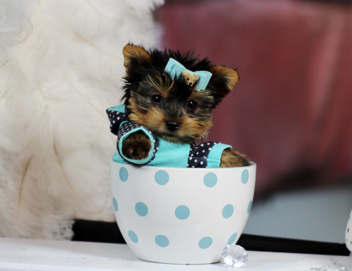 Teacup Йоркширский терьер