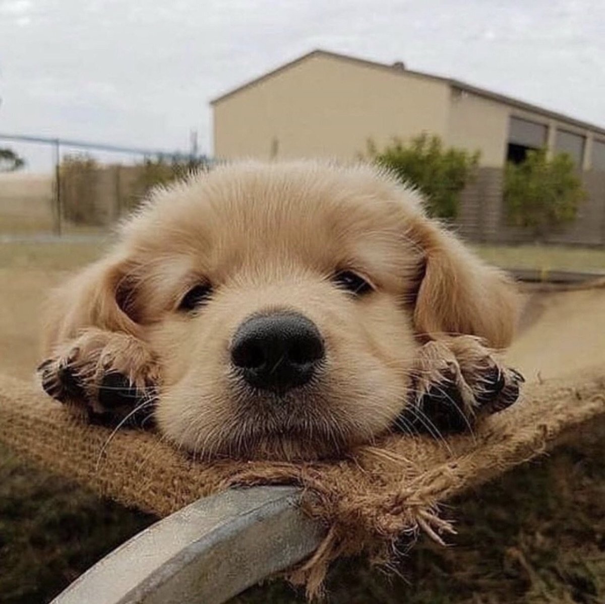 Милый щенок