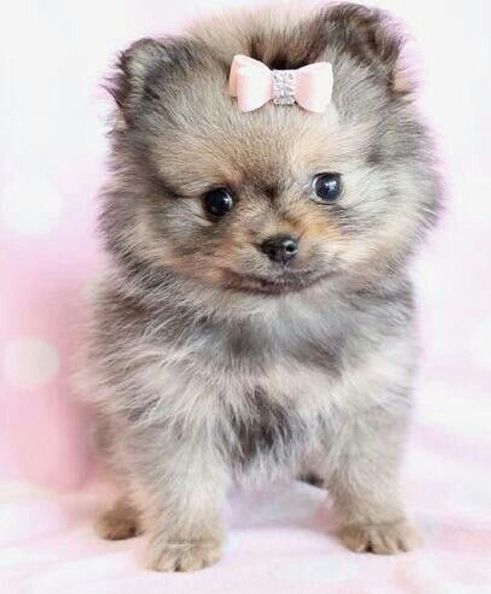 Померанский шпиц Teacup.