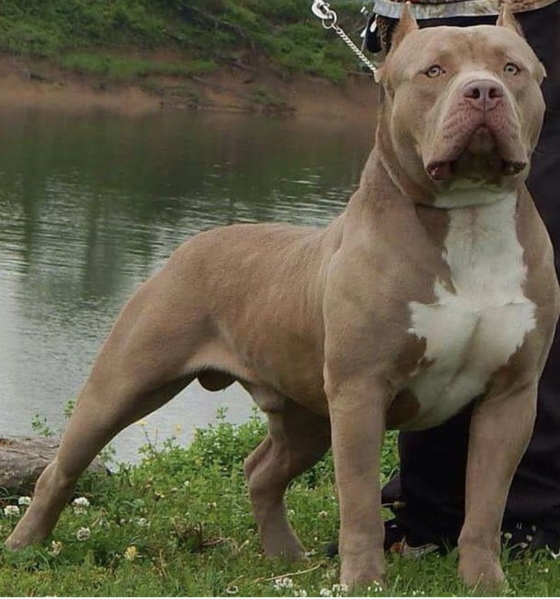 Американский питбультерьер с красным носом