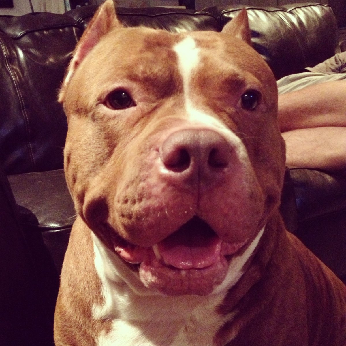 Американский пит стафф терьер