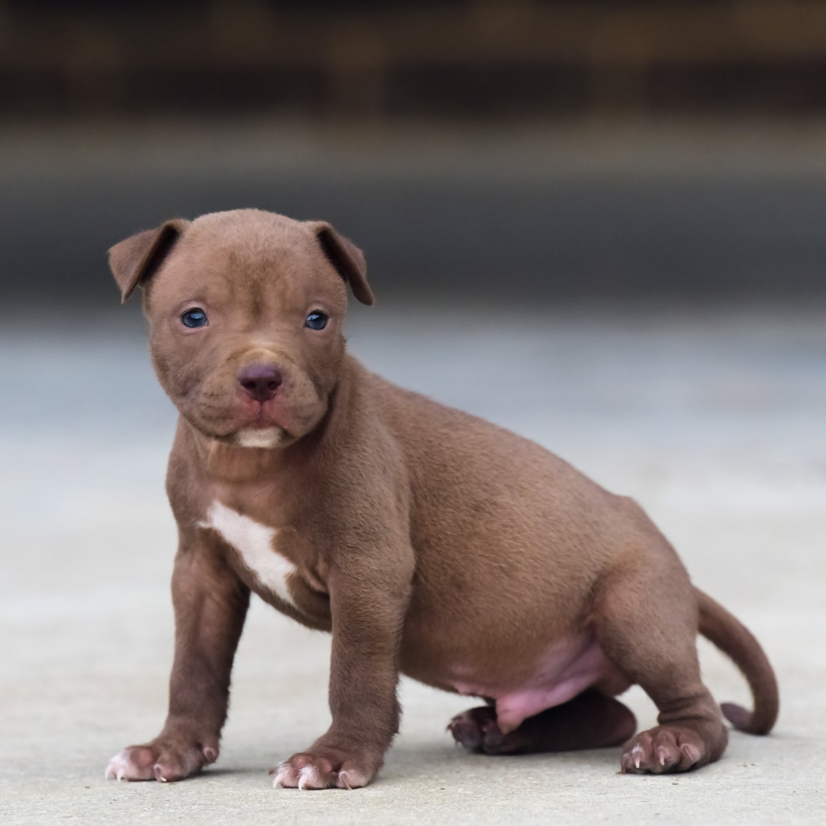 Pitbull Red nose Yavru