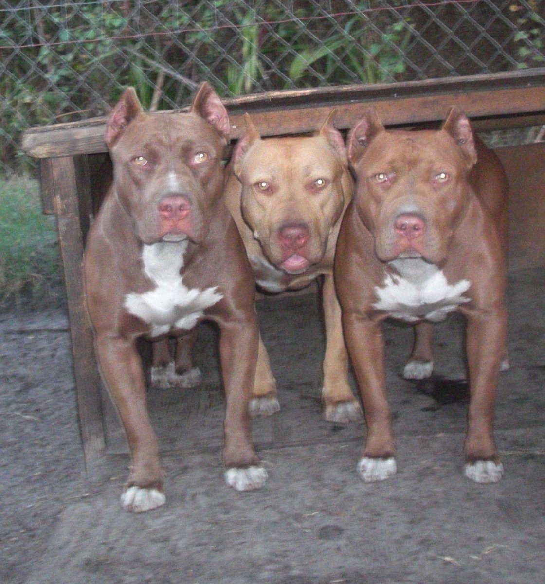 Американский питбультерьер рыжий