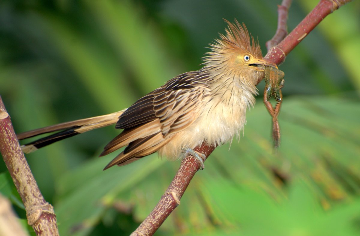 Реггианова Райская птица