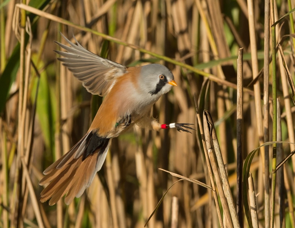 Птица с длинным хвостом