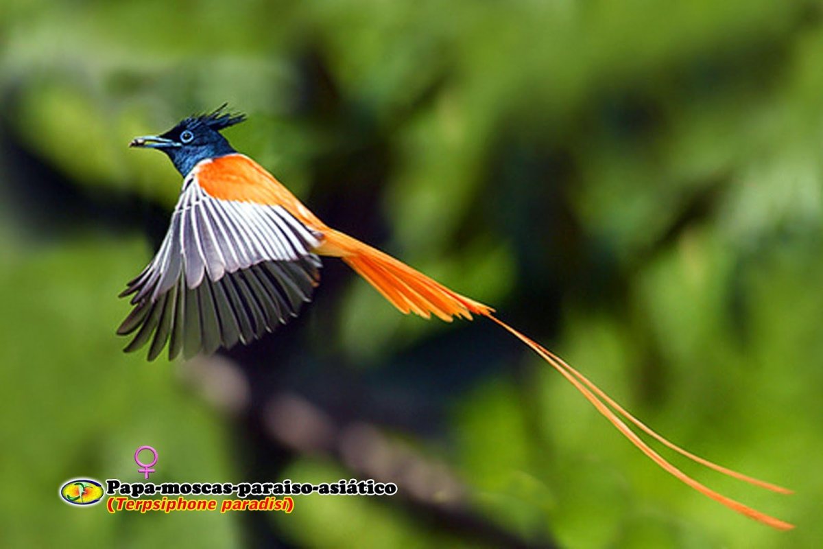 Чёрная Райская мухоловка