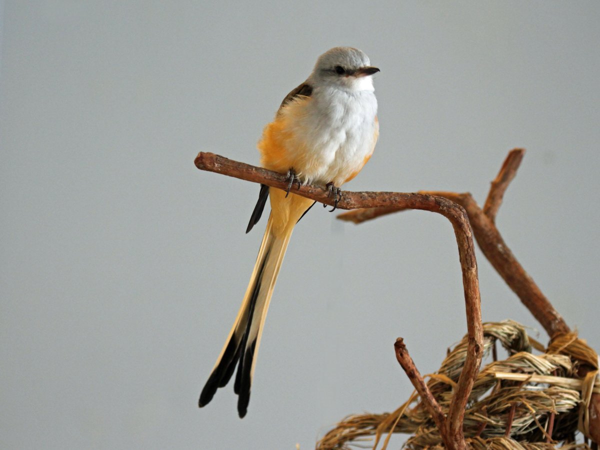 Pin tailed Whydah