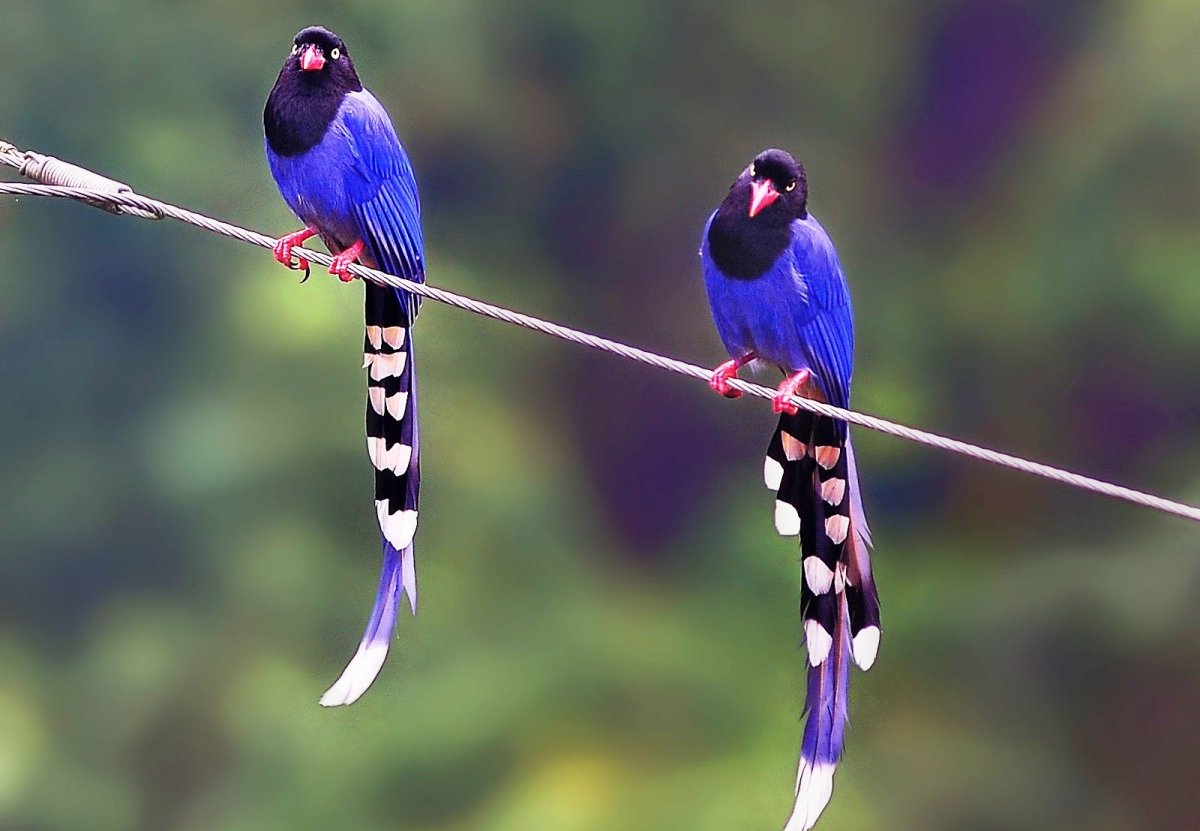 Королевский фазан самка