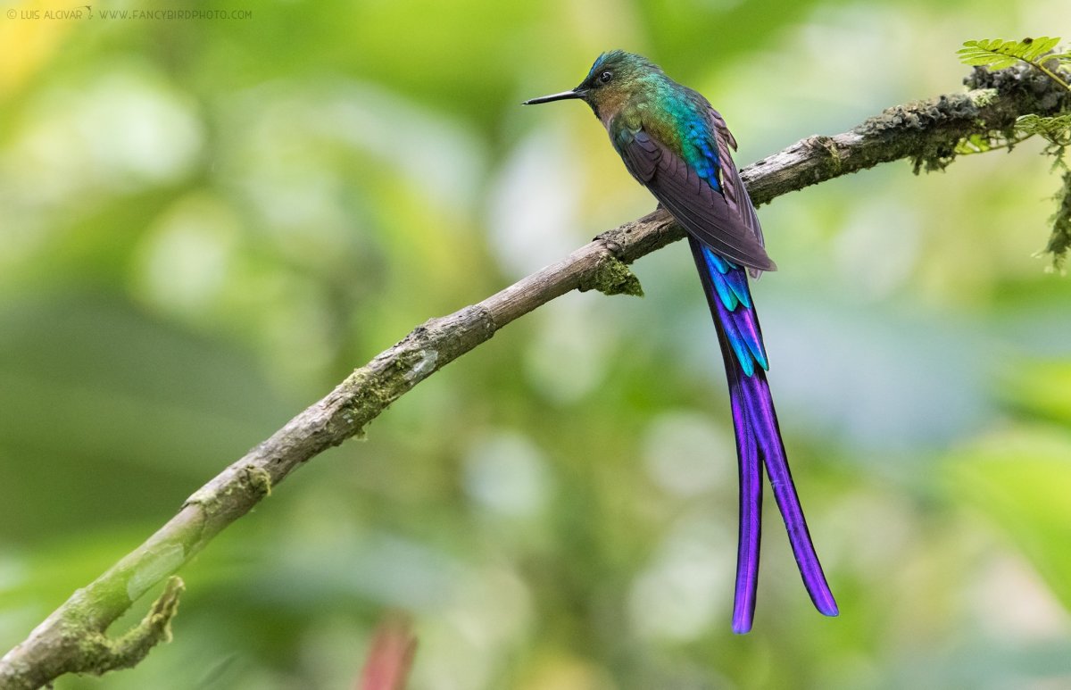 Длиннохвостый сильф