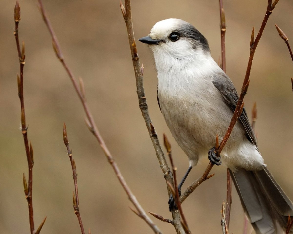 Красивая черная птичка