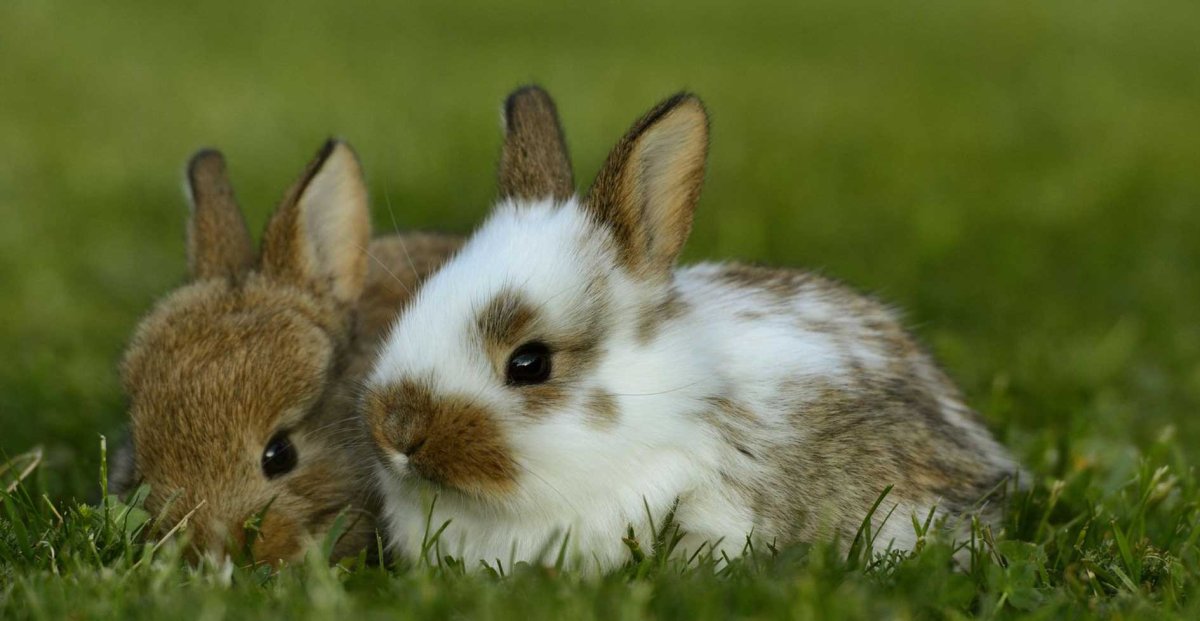 Фото кролика в хорошем качестве