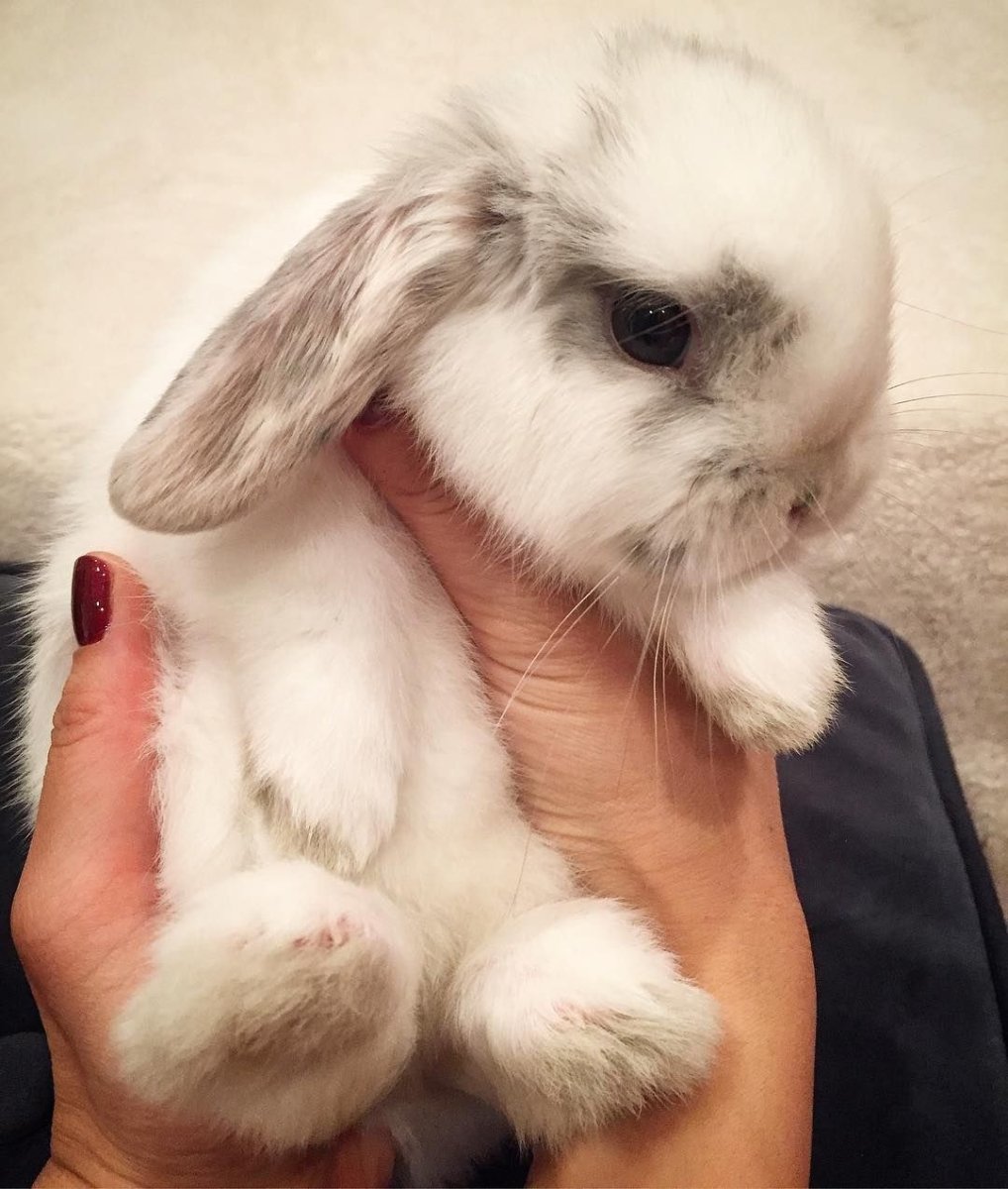 Карликовый кролик Минилоп