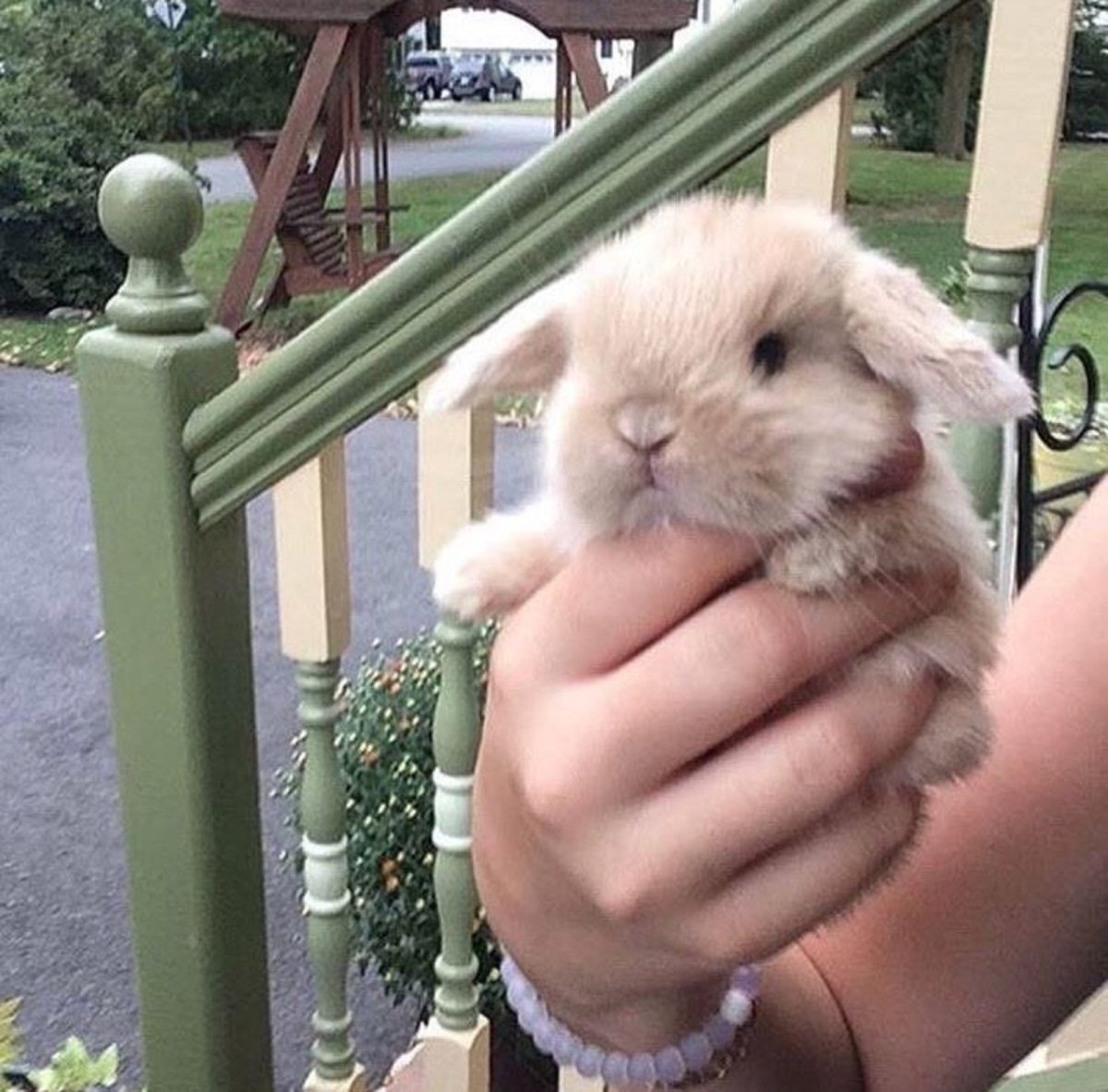 Ауешка картинки