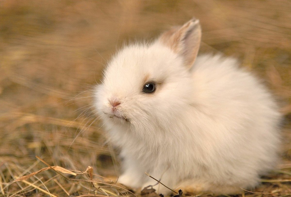 Пушистый заяц