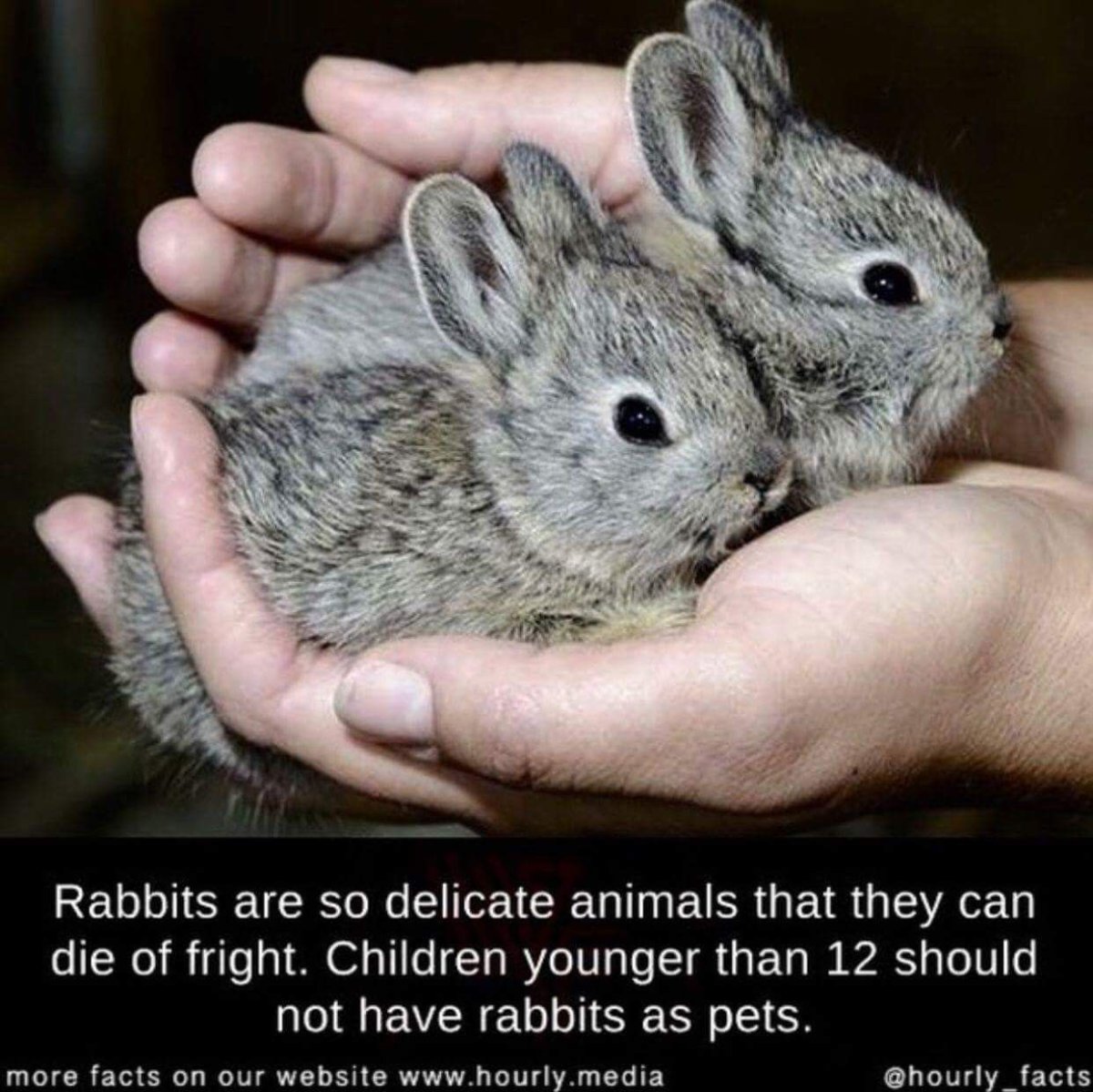 Кролик домашний