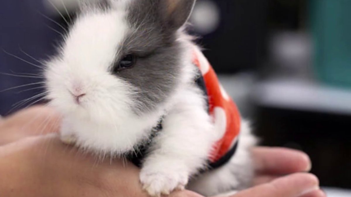 Декоративный кролик