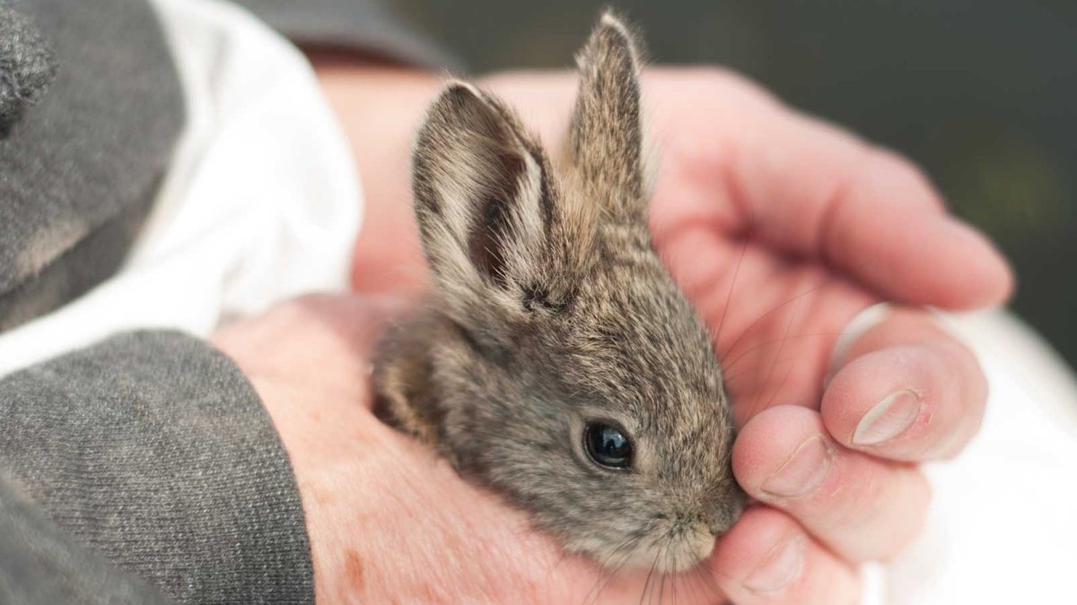 Карликовый кролик Пигмей