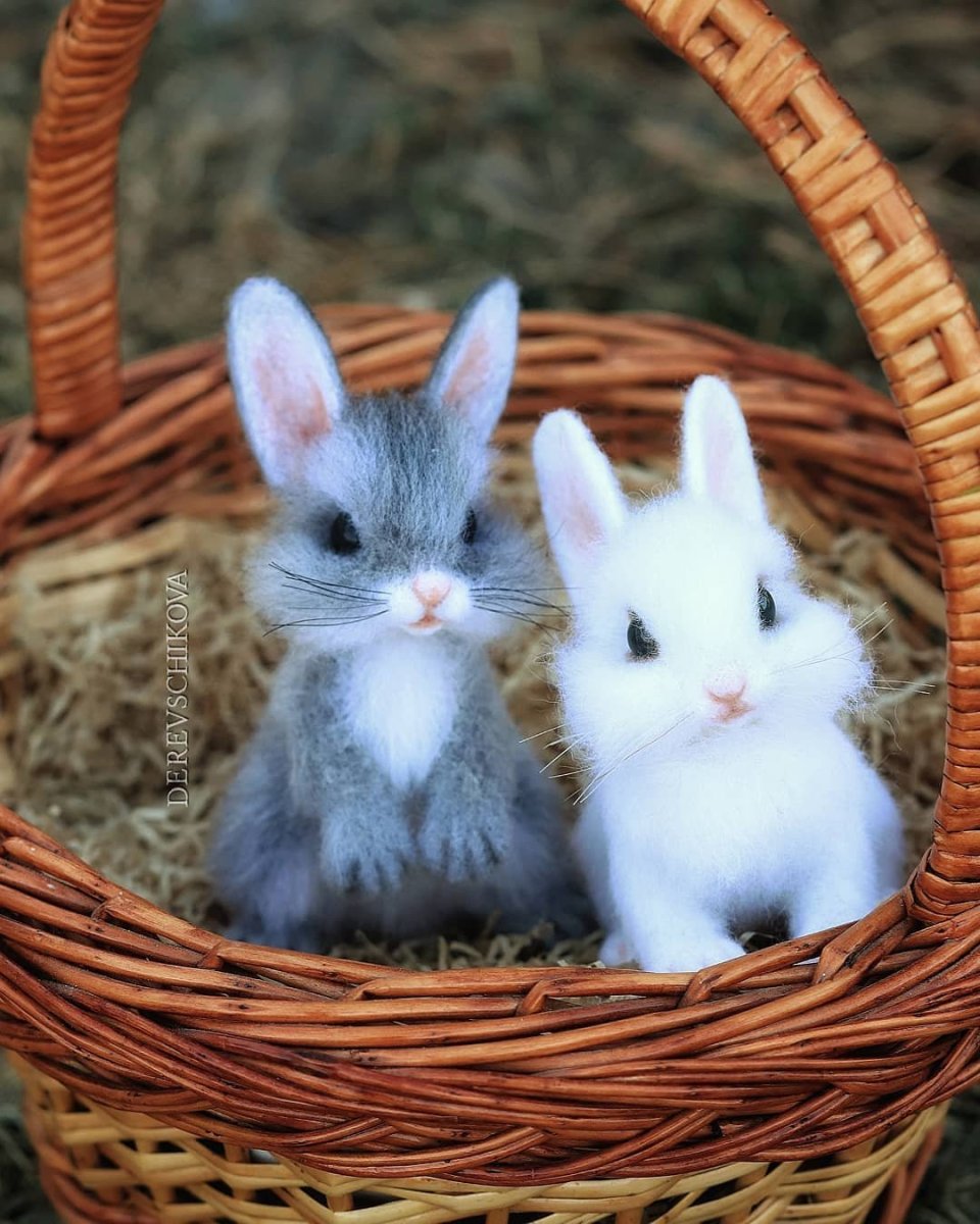 Красивые кролики